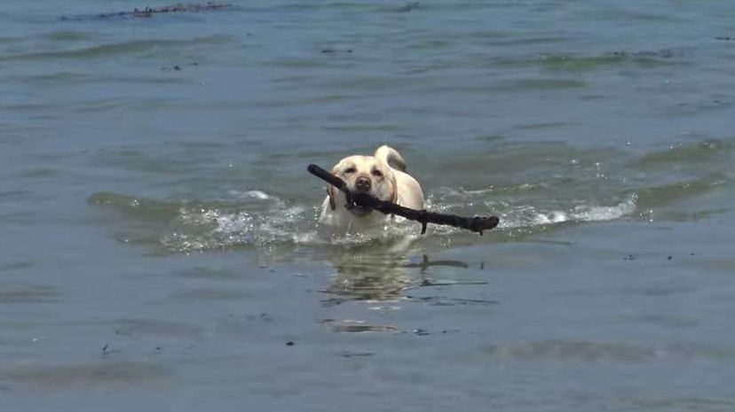 Labrador Retriever Swimming