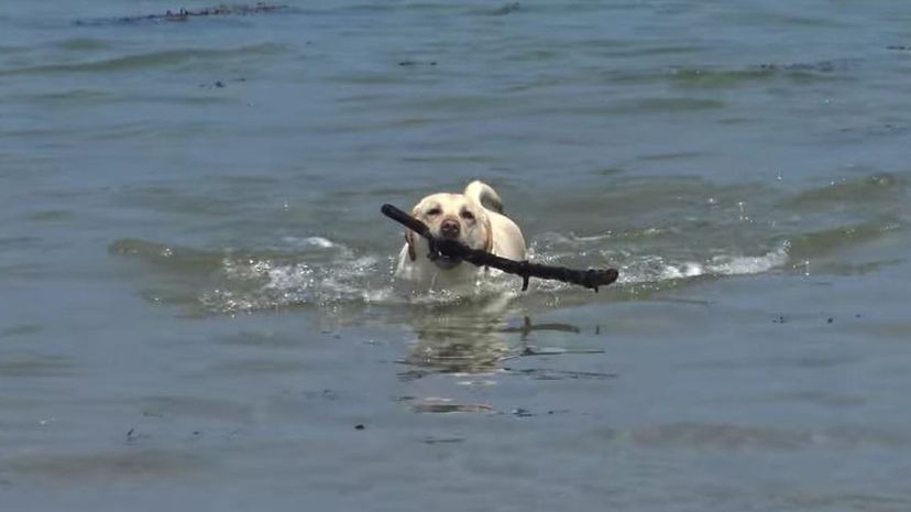 拉布拉多猎犬游泳＂border=