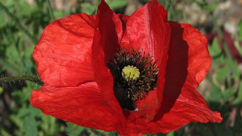 Poppy