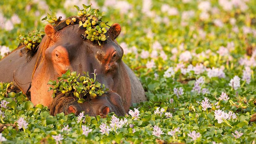 Hippopotamus