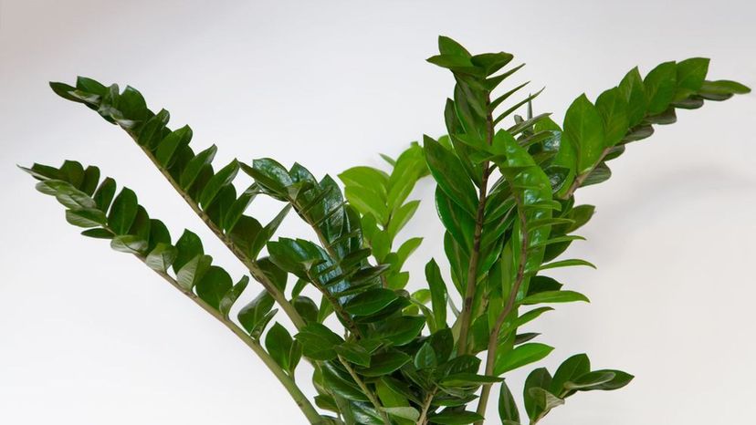 zz plant