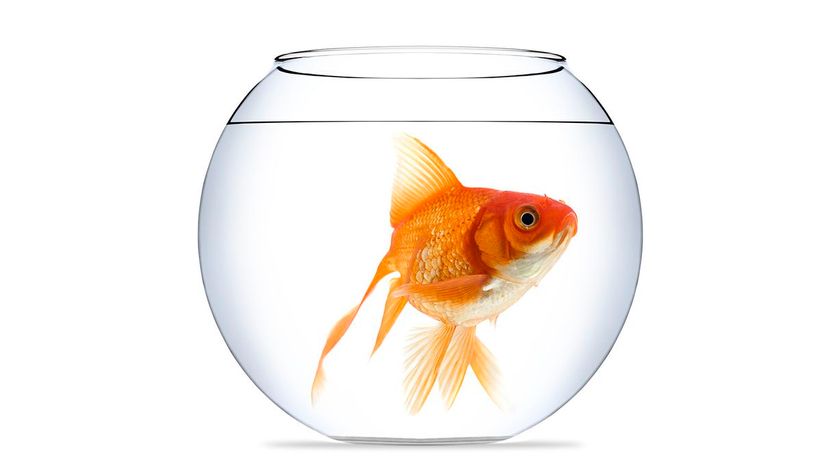 17 goldfish GettyImages-185123416