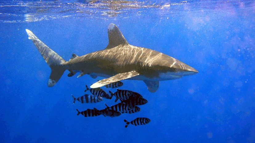 Oceanic whitetip shark