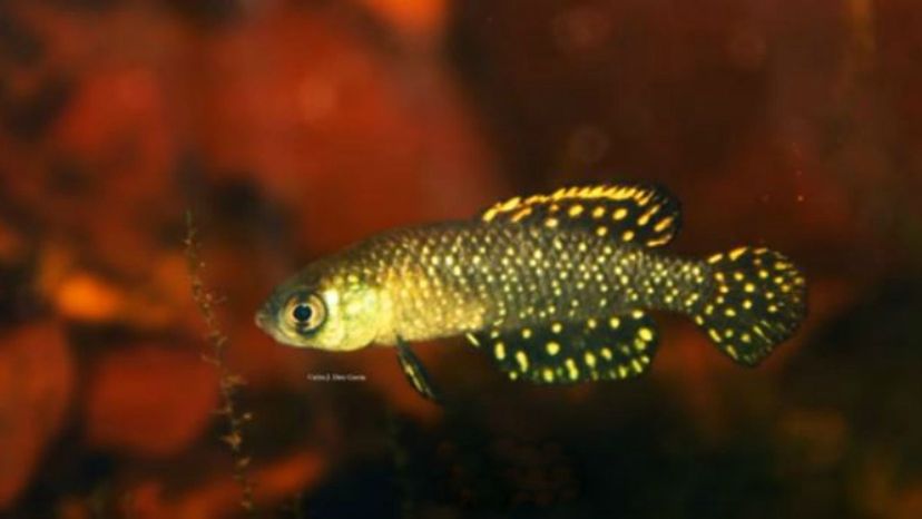 Blackfin Pearlfish