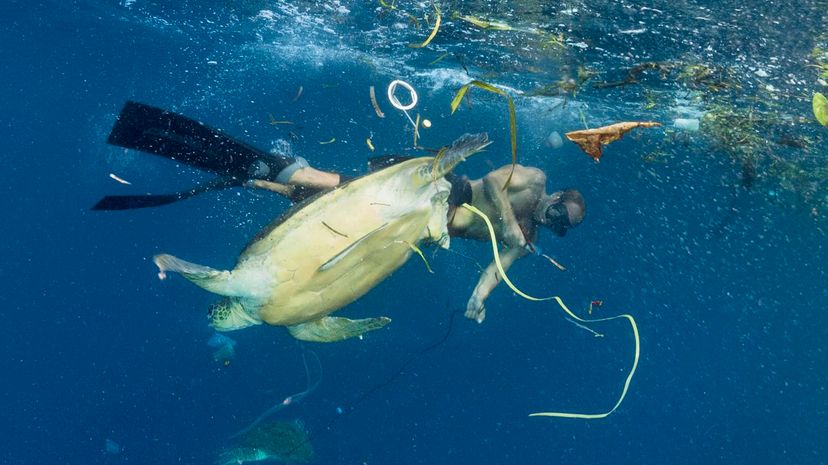 Coral Triangle