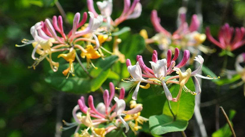 21 Honeysuckle