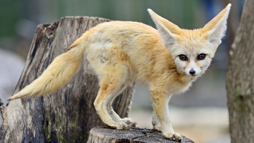 Fennec Fox