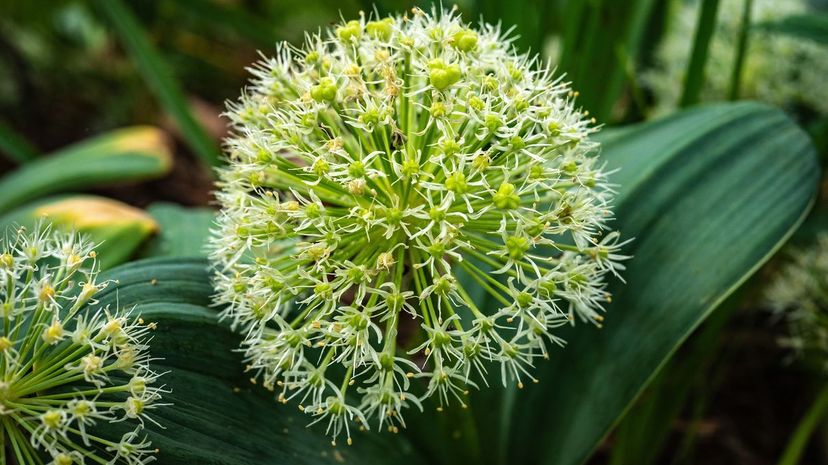 Turkestan onion