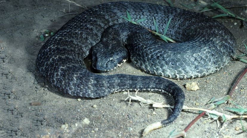 Death adder