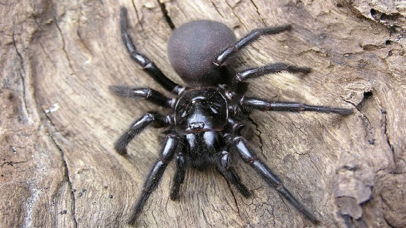 Sydney Funnel Web Spider