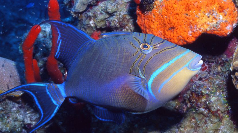 TRIGGERFISH