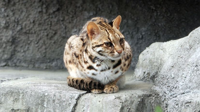 Leopard Cat