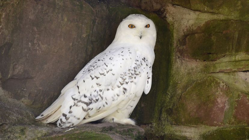 Snowy owl