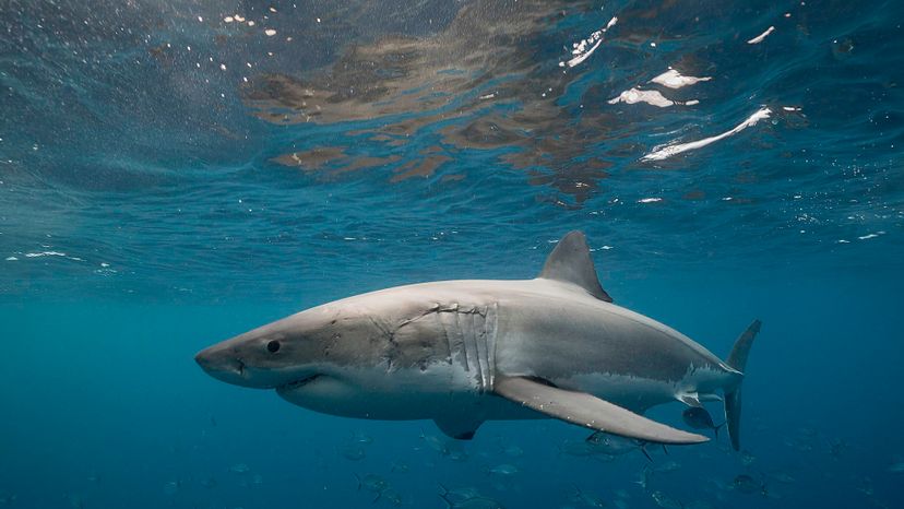 Great white shark