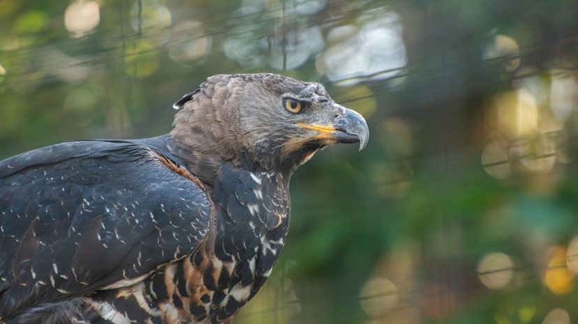 A crowned eagle