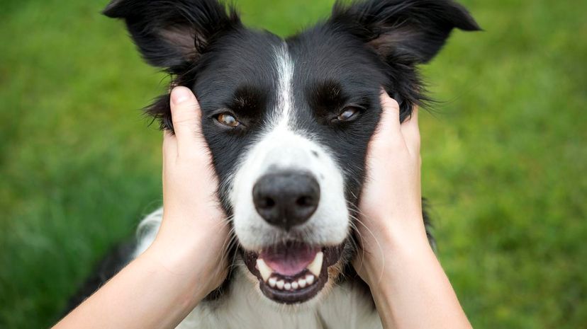 Girl holding head of a Beautiful Border Collie dog