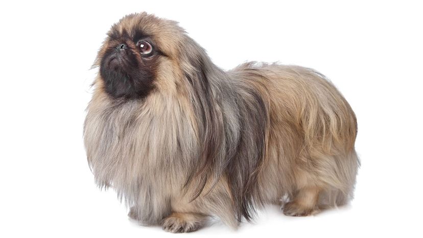 10 Pekingese