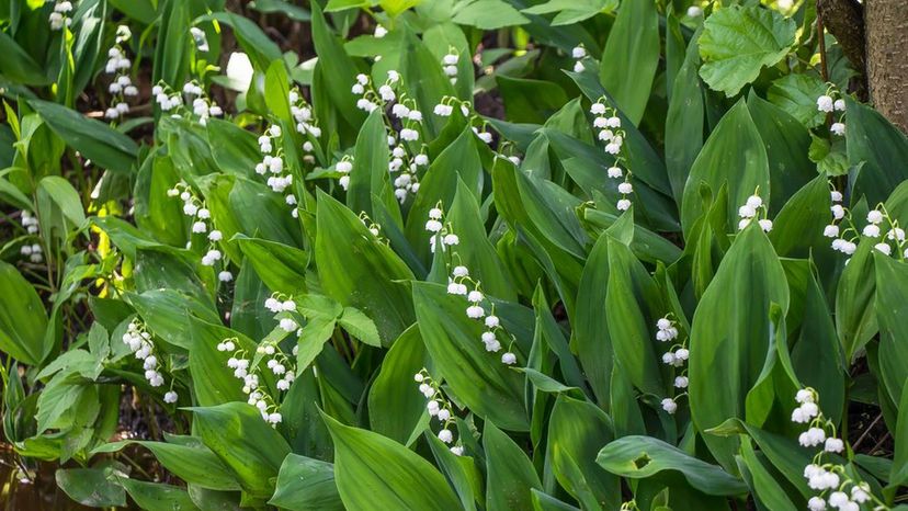 Lily of the Valley