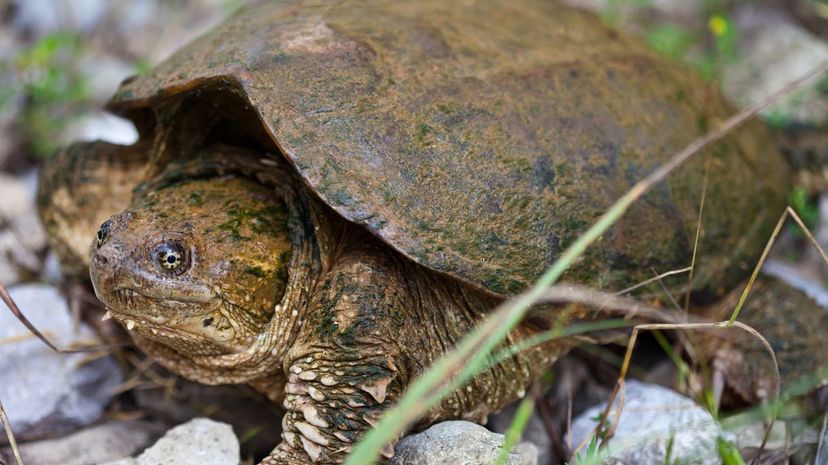 Snapping Turtle