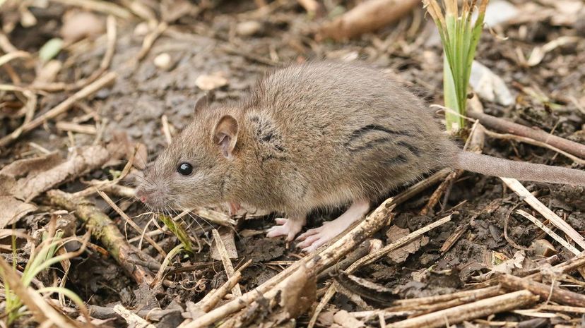 Common Rat