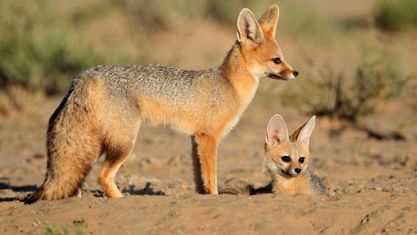 Cape Fox