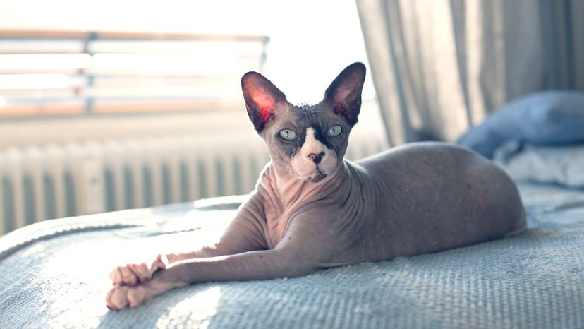 What Rare Breed of Cat Are You?