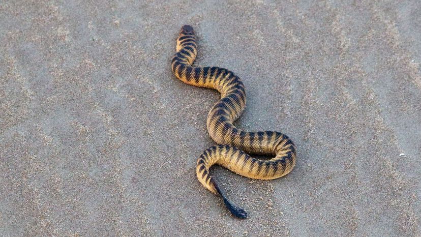 dubois sea snake