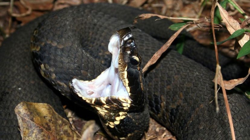 Western Cottonmouth