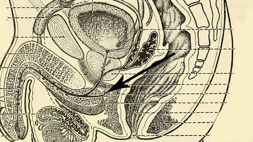 Bulbourethral glands