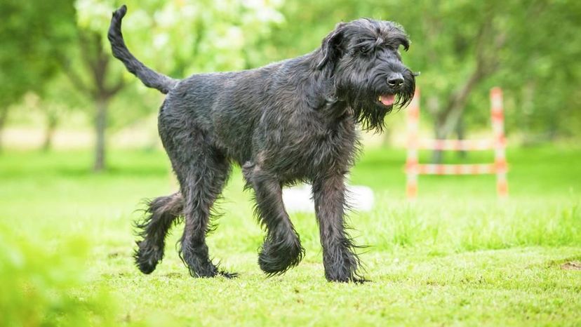 Giant Schnauzer