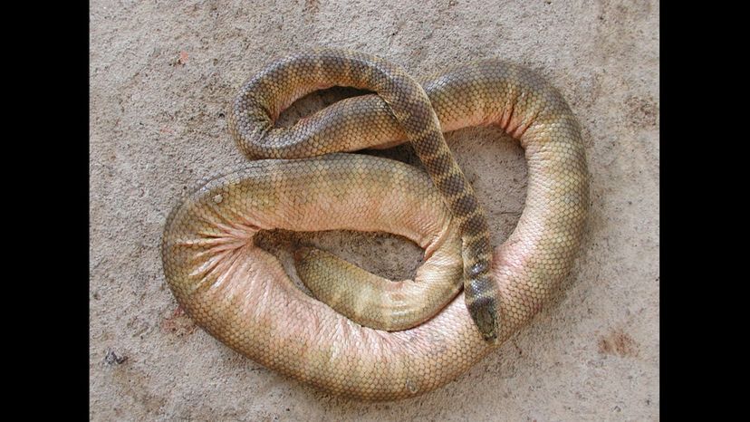 Belcher's sea snake