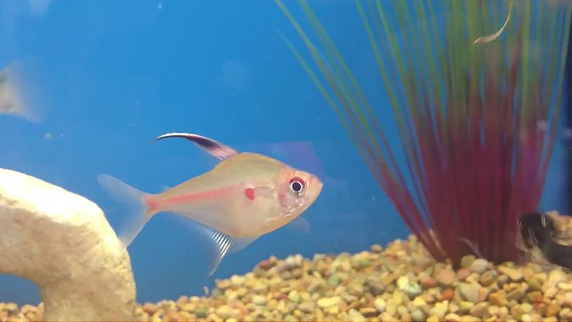 Bleeding Heart Tetra