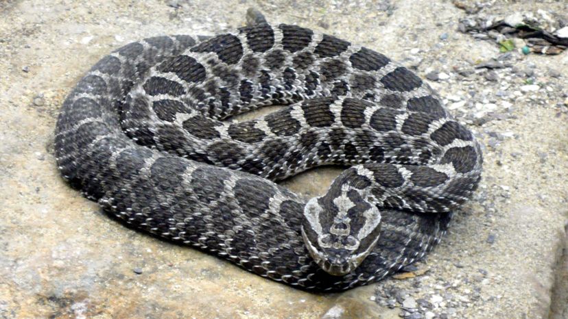 Massasauga Rattlesnake