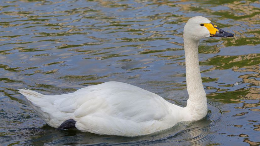 Bewick's Swans