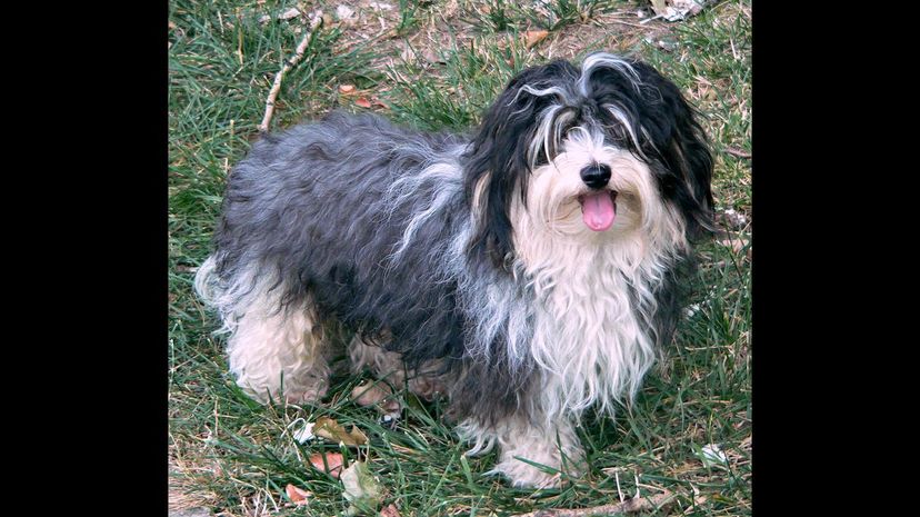 Havanese