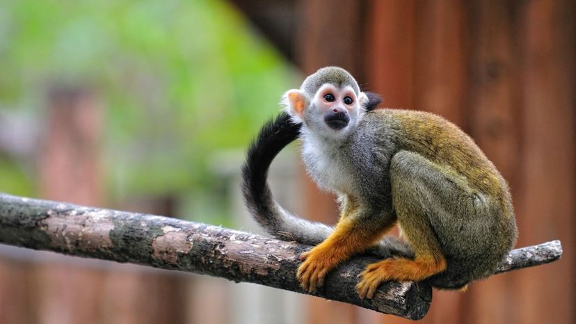 Squirrel Monkey