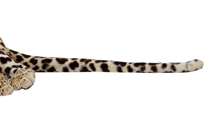 Leopard tail
