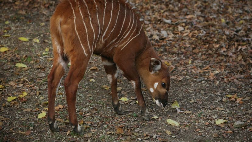 Calf (Bongo)