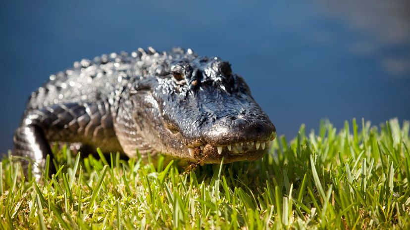 15 Alligator