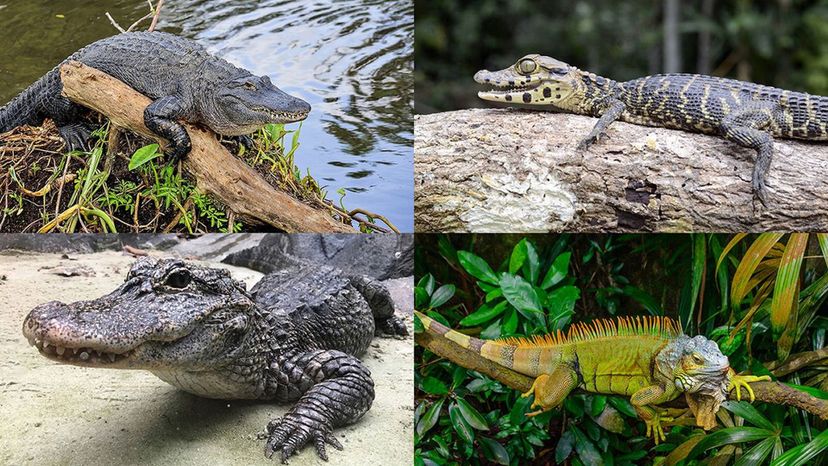American alligator, chinese alligator, black caiman, iguana