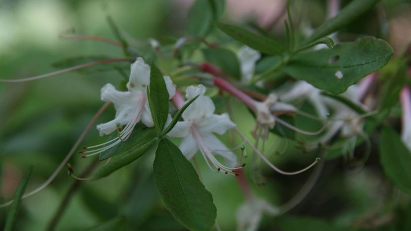 Piedemont Azalea