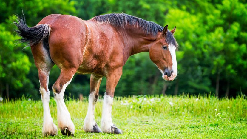 Clydesdale