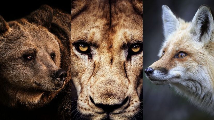 Is Your Spirit A Fox, A Bear Or A Lion?
