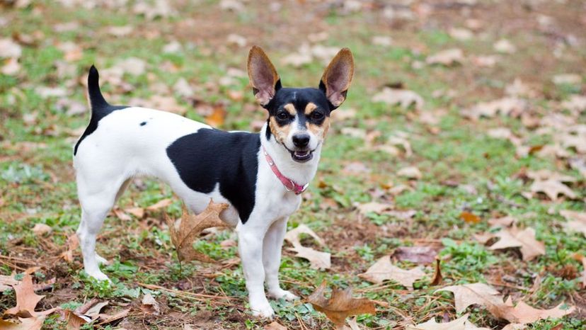 Rat terrier