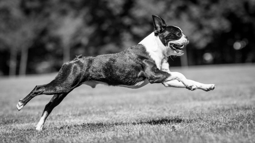 Boston Terrier