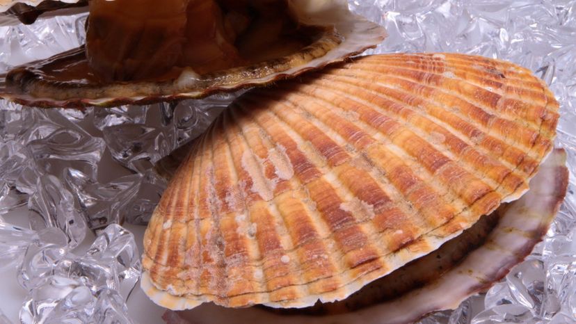 Great Scallop