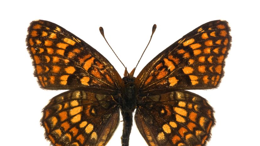 Northern Checkerspot