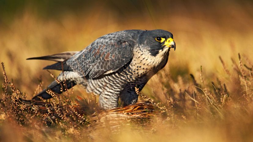 Peregrine