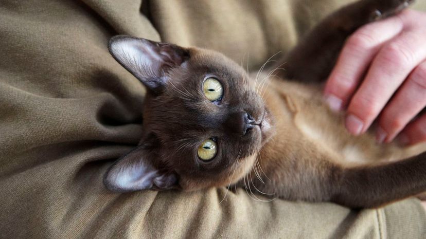 Comfortable Burmese kitten relaxing in man's arms