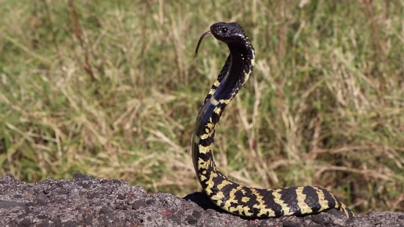 Ringhals cobra